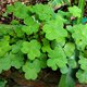 Clovers.jpeg