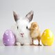 Easter_bunny__chick.jpeg