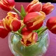 Tulips.jpg