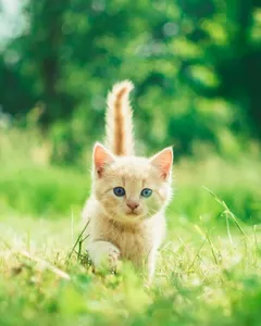 kitten
