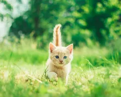 test amy