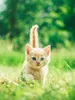 test amy